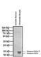 Histone Cluster 1 H2A Family Member M antibody, MA3-047, Invitrogen Antibodies, Western Blot image 