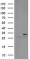 Proteasome Subunit Alpha 6 antibody, TA800103, Origene, Western Blot image 