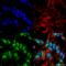 Beclin 1 antibody, SPC-600D-HRP, StressMarq, Immunocytochemistry image 