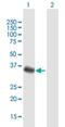 F-box only protein 32 antibody, H00114907-B01P, Novus Biologicals, Western Blot image 