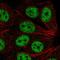 Abl interactor 2 antibody, HPA062433, Atlas Antibodies, Immunofluorescence image 