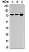 Potassium Voltage-Gated Channel Subfamily E Regulatory Subunit 5 antibody, orb234888, Biorbyt, Western Blot image 