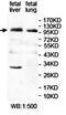 Ankyrin Repeat Domain 44 antibody, orb78099, Biorbyt, Western Blot image 
