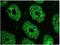 Keratin, type II cytoskeletal 8 antibody, BM5045P, Origene, Immunohistochemistry frozen image 