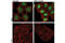 STAT3 antibody, 12640S, Cell Signaling Technology, Immunofluorescence image 