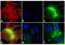 Immunoglobulin Heavy Constant Mu antibody, A-21043, Invitrogen Antibodies, Immunofluorescence image 