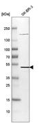 Synaptotagmin-7 antibody, HPA012869, Atlas Antibodies, Western Blot image 