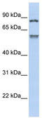 Tripartite Motif Containing 50 antibody, TA335358, Origene, Western Blot image 