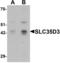 Solute Carrier Family 35 Member D3 antibody, orb314004, Biorbyt, Western Blot image 