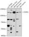 Cadherin Related Family Member 1 antibody, 18-111, ProSci, Western Blot image 