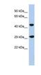 Transport And Golgi Organization 2 Homolog antibody, NBP1-70463, Novus Biologicals, Western Blot image 