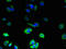 Palmitoyltransferase ZDHHC3 antibody, orb357675, Biorbyt, Immunocytochemistry image 