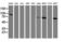 Ribophorin I antibody, LS-C173361, Lifespan Biosciences, Western Blot image 