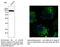 Calnexin antibody, AB4100-200, SICGEN, Immunofluorescence image 