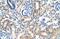 Mucin 1, Cell Surface Associated antibody, NBP1-60046, Novus Biologicals, Immunohistochemistry frozen image 