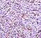 Sp1 Transcription Factor antibody, A00110-1, Boster Biological Technology, Immunohistochemistry frozen image 