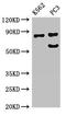 SP110 Nuclear Body Protein antibody, orb51074, Biorbyt, Western Blot image 