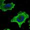 Centrosomal Protein 57 Like 1 antibody, NBP1-88761, Novus Biologicals, Immunocytochemistry image 