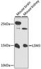 LSM3 Homolog, U6 Small Nuclear RNA And MRNA Degradation Associated antibody, A13189, ABclonal Technology, Western Blot image 