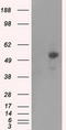 PKR2 antibody, LS-C115146, Lifespan Biosciences, Western Blot image 