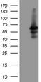 Dual specificity protein phosphatase 10 antibody, LS-C799571, Lifespan Biosciences, Western Blot image 