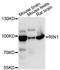 Ras and Rab interactor 1 antibody, LS-C748816, Lifespan Biosciences, Western Blot image 