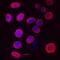 BrdU antibody, MAB7225, R&D Systems, Immunofluorescence image 