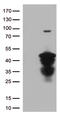 MEP antibody, TA812845, Origene, Western Blot image 