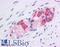 Heat shock protein HSP 90-alpha antibody, LS-B4556, Lifespan Biosciences, Immunohistochemistry paraffin image 
