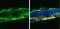 Glutamate-Ammonia Ligase antibody, NBP2-43826, Novus Biologicals, Immunohistochemistry frozen image 