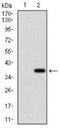 Zinc finger protein 42 antibody, NBP2-37360, Novus Biologicals, Western Blot image 