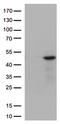 Dual Specificity Phosphatase 1 antibody, TA812680, Origene, Western Blot image 