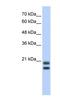 Serglycin antibody, NBP1-80447, Novus Biologicals, Western Blot image 