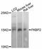 FKBP Prolyl Isomerase 2 antibody, A11845, ABclonal Technology, Western Blot image 