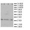 Major Histocompatibility Complex, Class II, DM Beta antibody, orb76301, Biorbyt, Western Blot image 