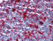 Gelsolin antibody, 26-845, ProSci, Immunohistochemistry frozen image 