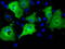 Intraflagellar Transport 57 antibody, LS-C114967, Lifespan Biosciences, Immunofluorescence image 