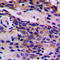 Cyclin Dependent Kinase 5 antibody, GTX32375, GeneTex, Immunohistochemistry paraffin image 