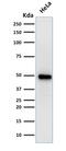 HNF-3A antibody, GTX34740, GeneTex, Western Blot image 
