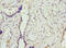 Fc Fragment Of IgG Receptor And Transporter antibody, CSB-PA008545EA01HU, Cusabio, Immunohistochemistry paraffin image 