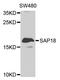 Histone deacetylase complex subunit SAP18 antibody, orb373222, Biorbyt, Western Blot image 