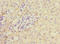 Copper Metabolism Domain Containing 1 antibody, LS-C675570, Lifespan Biosciences, Immunohistochemistry paraffin image 