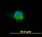 Lca antibody, SM3025PP, Origene, Immunofluorescence image 