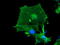 LIM Domain Kinase 1 antibody, M01323, Boster Biological Technology, Immunofluorescence image 