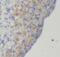 Chromatin Assembly Factor 1 Subunit A antibody, FNab01630, FineTest, Immunohistochemistry frozen image 