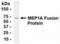 Meprin A Subunit Alpha antibody, XW-7848, ProSci, Western Blot image 