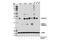 Caspase 3 antibody, 14220T, Cell Signaling Technology, Western Blot image 