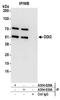 DNA Damage Inducible 1 Homolog 2 antibody, A304-630A, Bethyl Labs, Immunoprecipitation image 