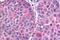 Frizzled Class Receptor 7 antibody, NLS4900, Novus Biologicals, Immunohistochemistry paraffin image 