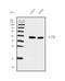 Interferon Gamma antibody, M00393-4, Boster Biological Technology, Western Blot image 